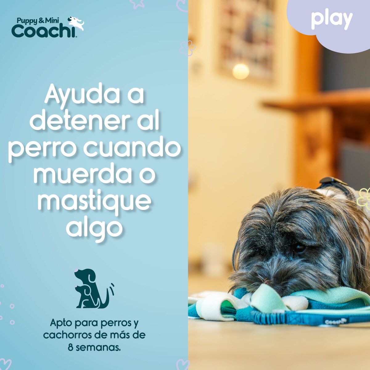 Pseća igračka Coachi PUPPY & MINI TUGGI SPIDER Zelena